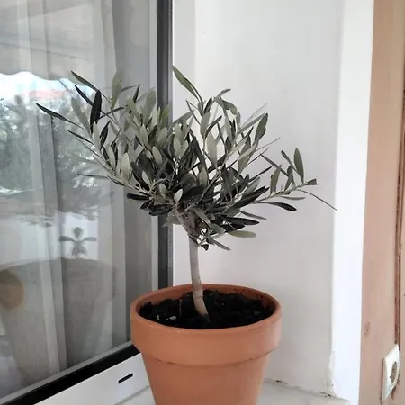 Ralloy Hoyse Σάμη